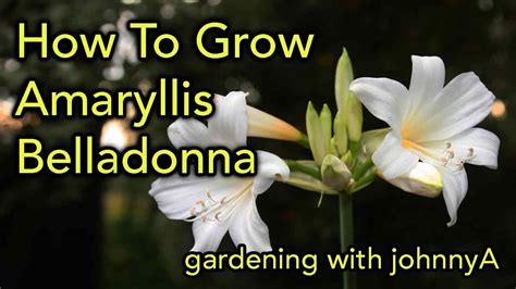 How to Grow Naked Lady Lilies or Amaryllis Belladonna